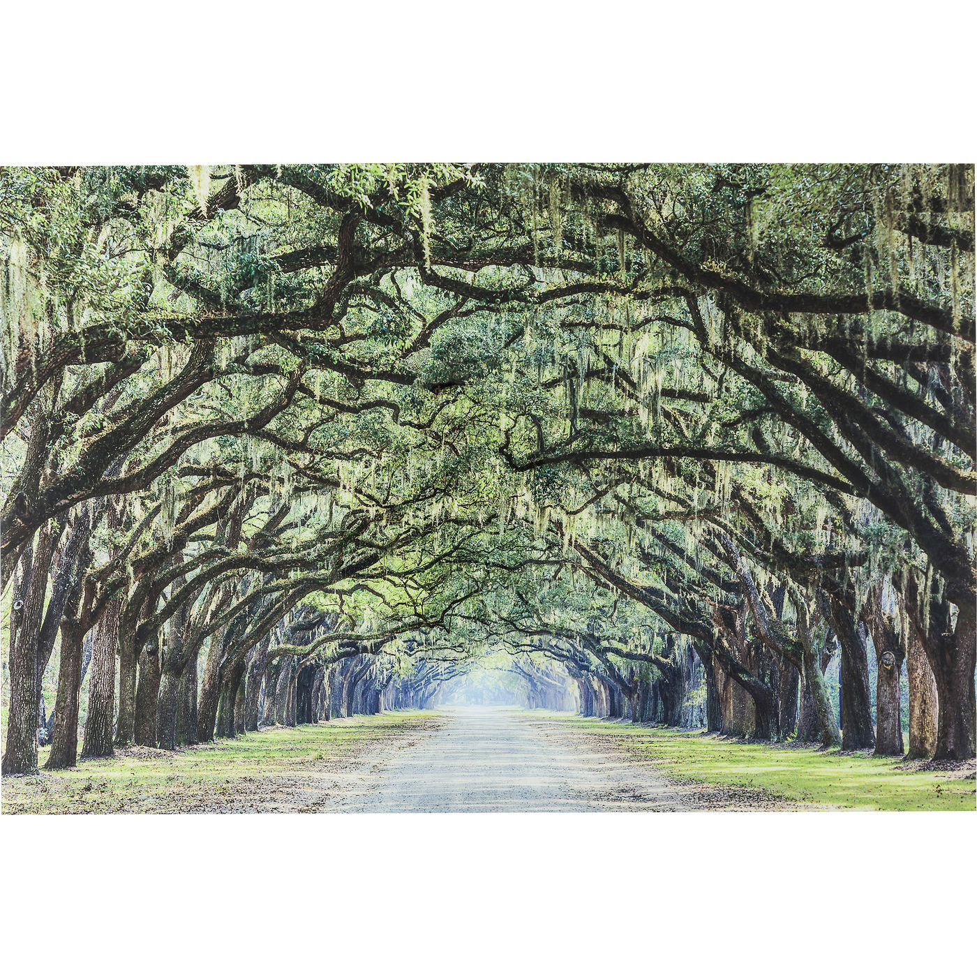 Bild Glas Avenue of Trees 120x80cm