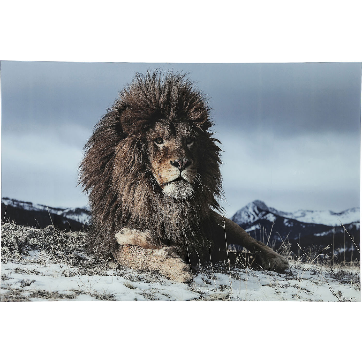 Bild Glas Proud Lion 120x80cm